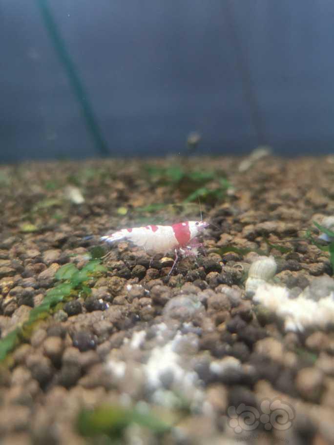 红白水晶虾和虎纹虾-图1