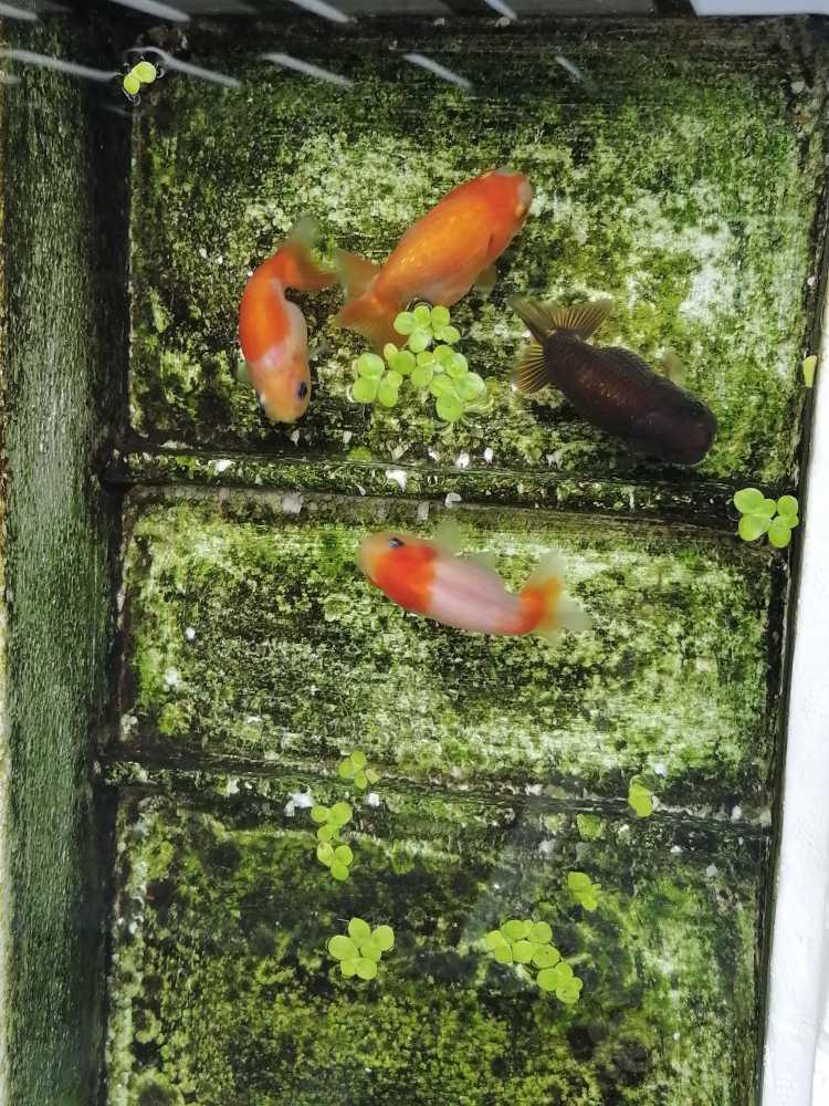 【建缸日记】金鱼和短绒藻-图1