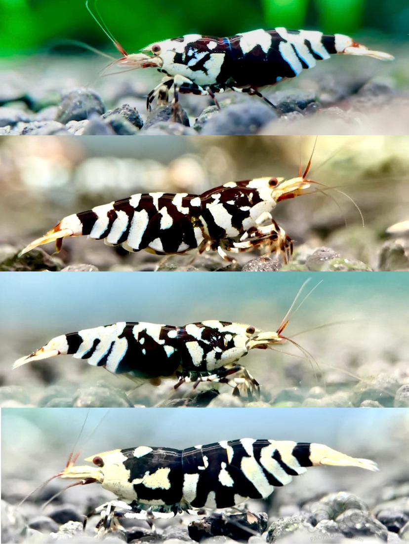 【水晶虾】出一线黑花虎淘汰小虾-图1