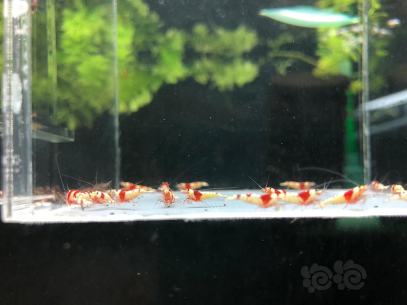 【虾】2021-09-16#RMB拍卖20只纯血红白苗子-图3
