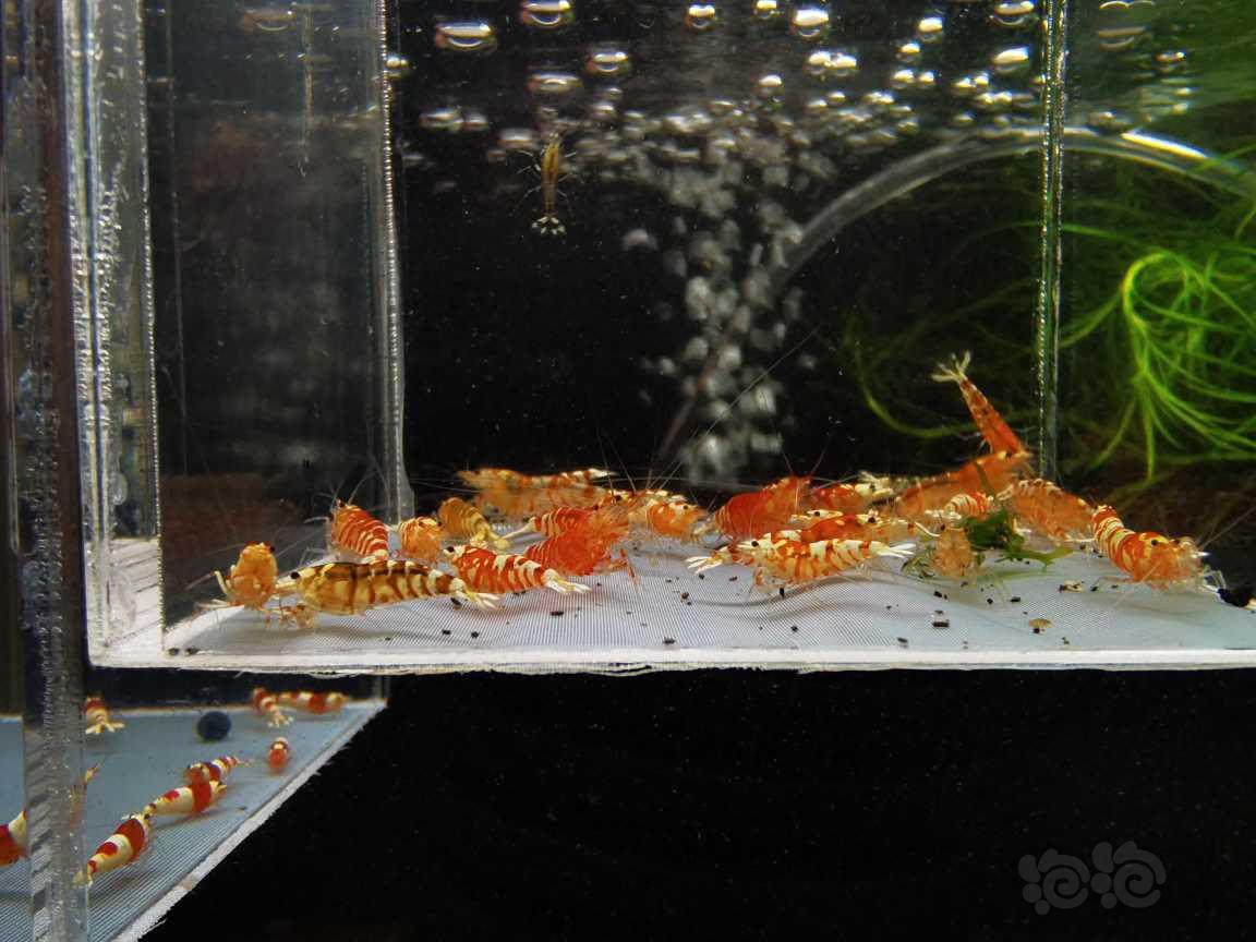 【虾】2021-9-15#RMB#拍卖红花虎一份30只-图2
