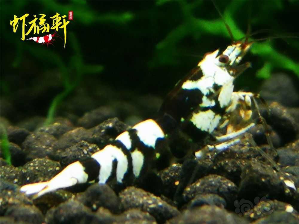 【虾】2021-09-02#RMB拍卖#黑花虎淘汰级亚成8只-图7