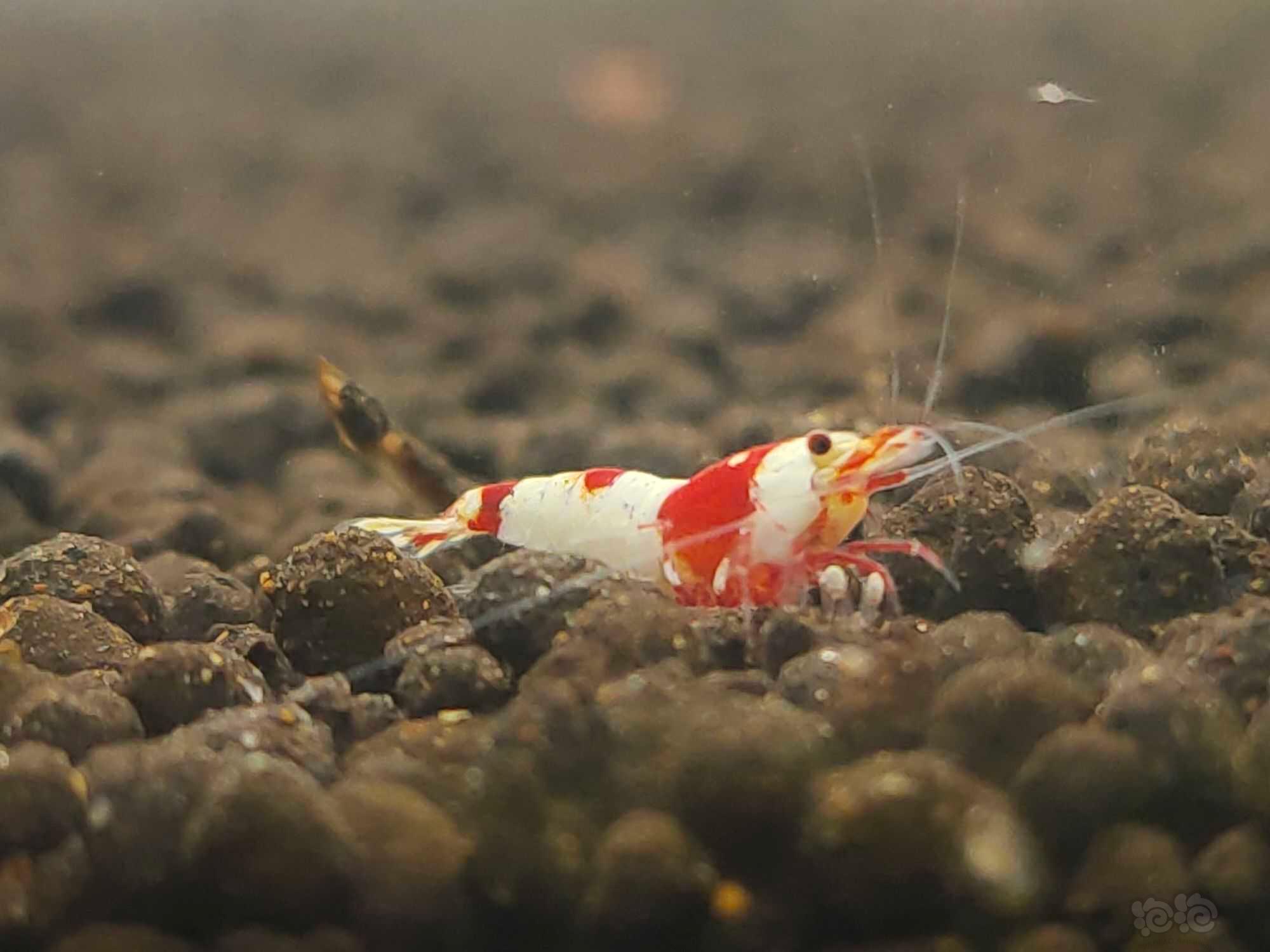 【虾】2021-09-19#RMB拍卖红白水晶虾9只-图5