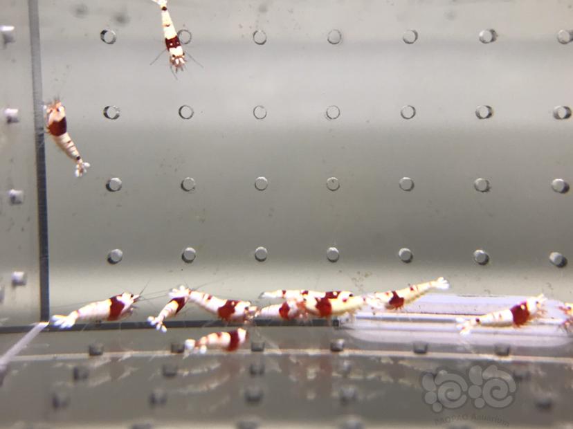 【虾】2021-09-09#RMB拍卖#纯血红白水晶虾一份20只-图6