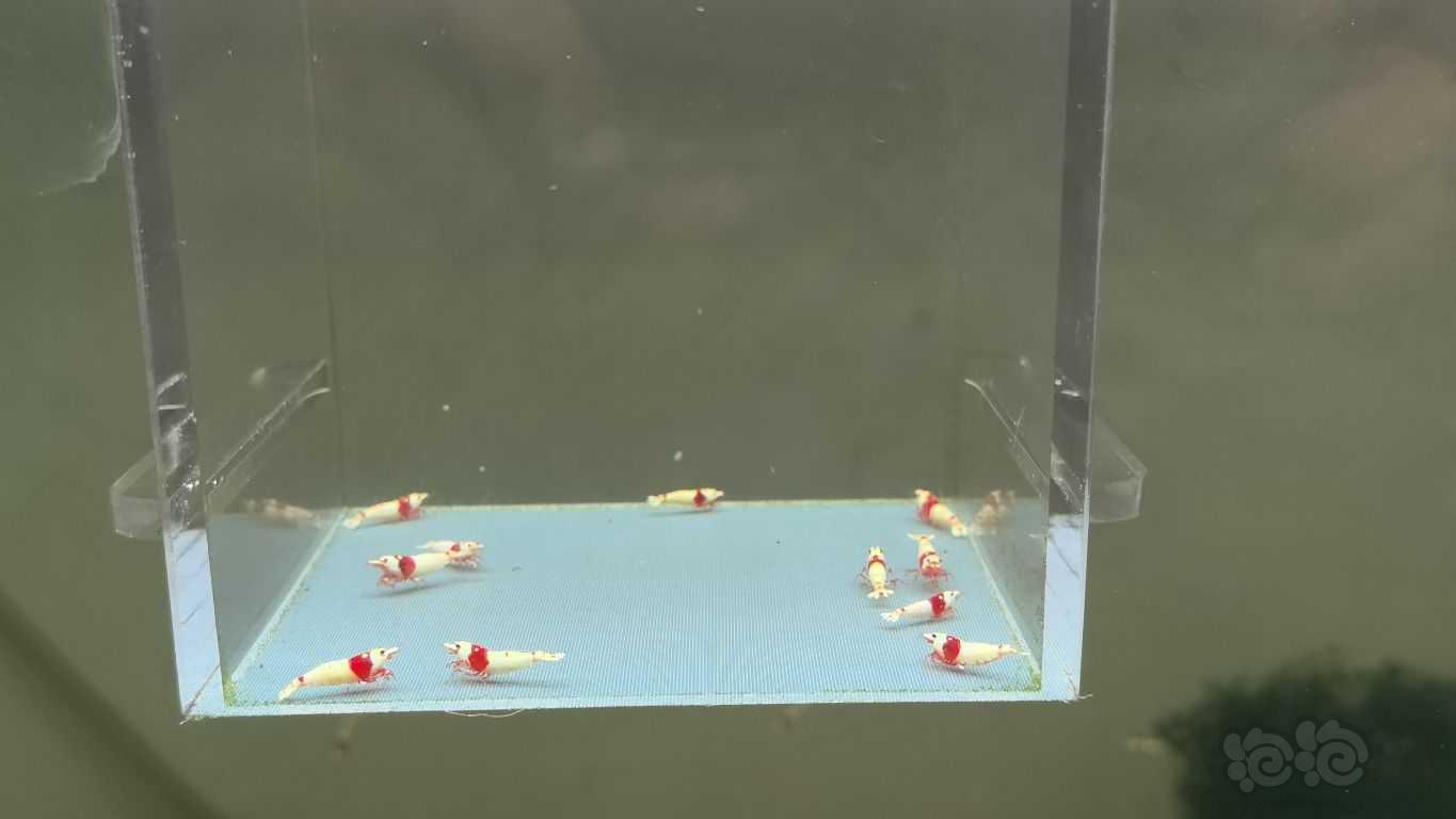 【虾】2021-09-29#RMB拍卖系统红白苗子10只-图1