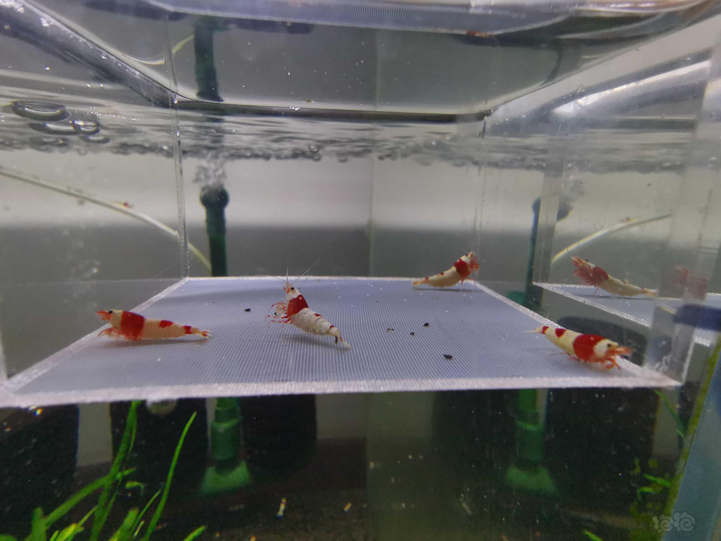 【虾】2021-09-29#RMB拍卖红白水晶虾4只-图2