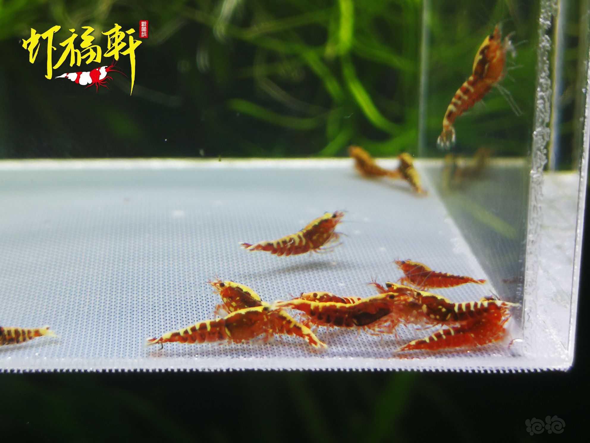 【虾】2021-09-23#RMB拍卖#红银河星钻淘汰苗16只-图3