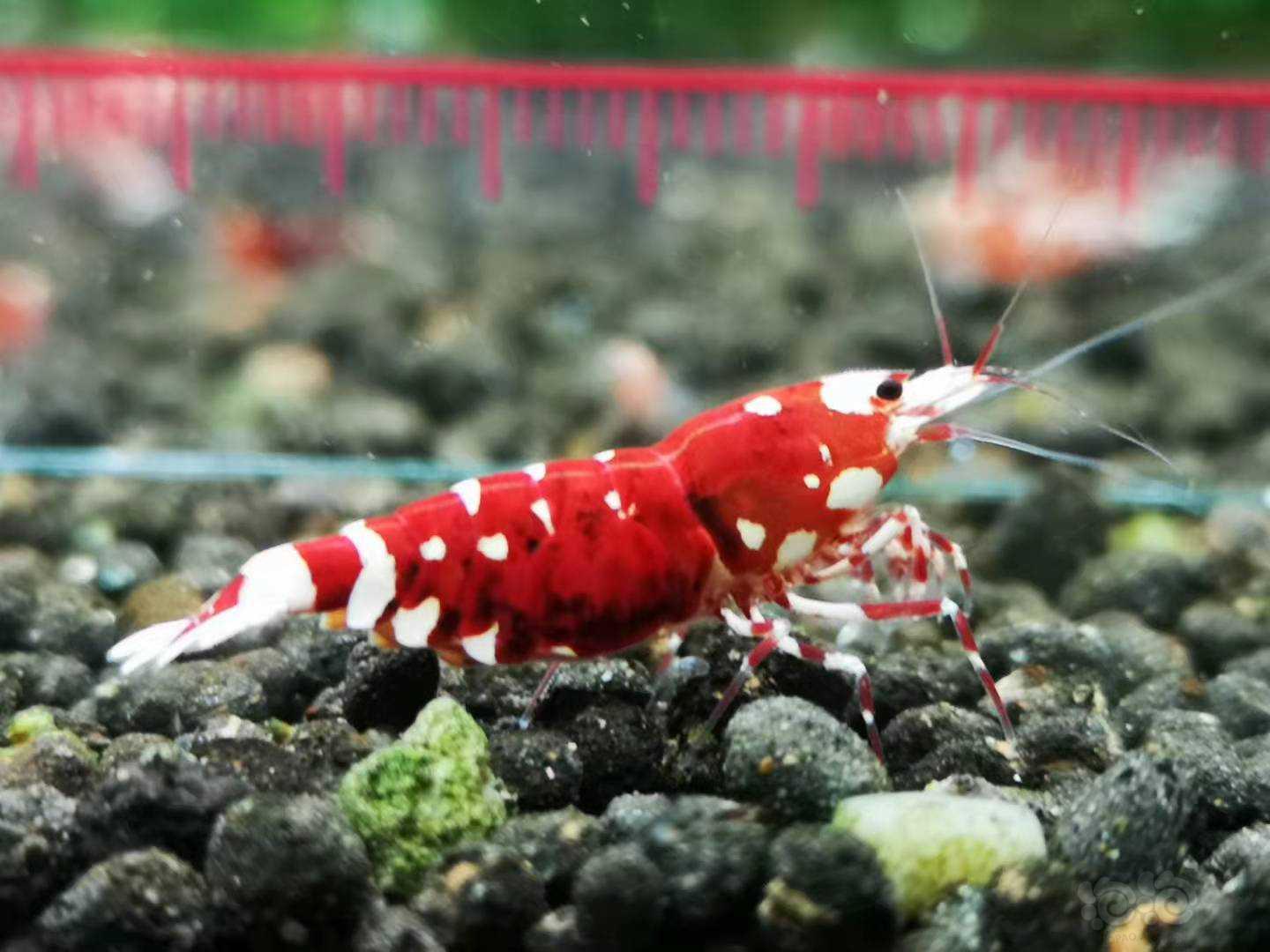 【虾】2021-09-13#RMB拍卖Mars血统顶级红花虎母虾-图3