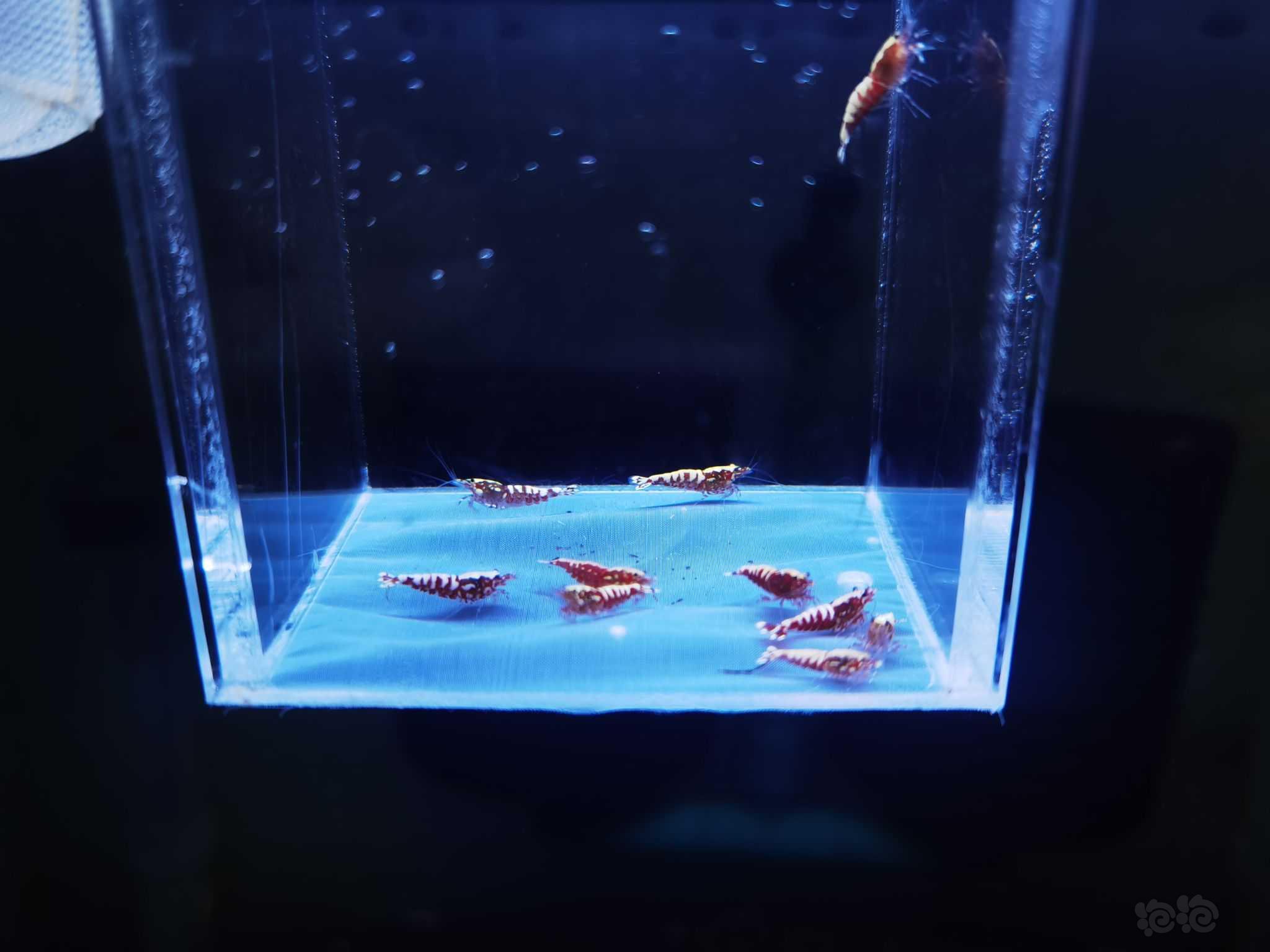 【虾】2021-09-08#RMB拍卖红银河鱼骨水晶虾-图4