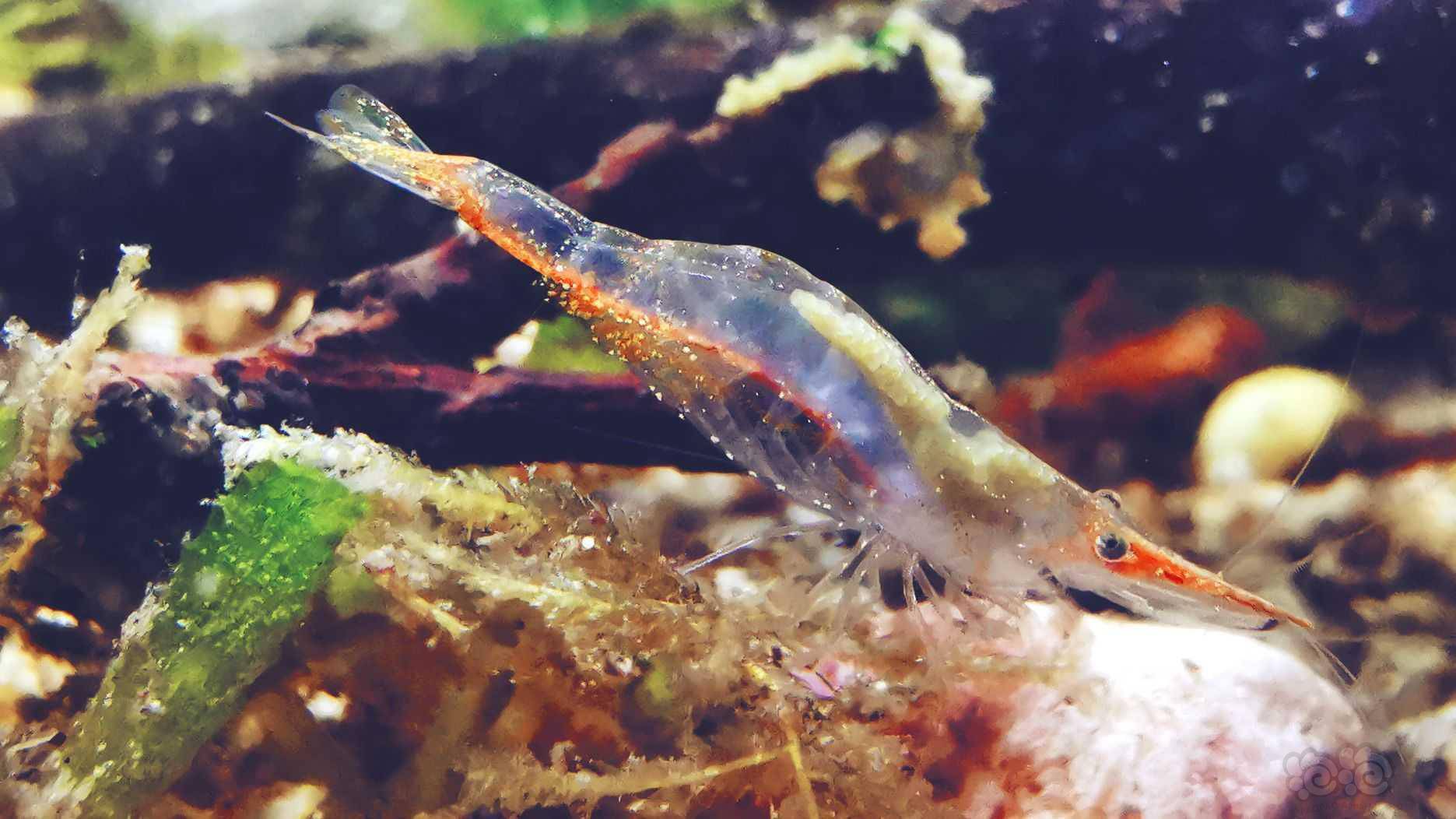 斗鱼苗旁边的长点就是刚离开母虾的糠虾,感觉这些给鱼苗吃不就是丰年