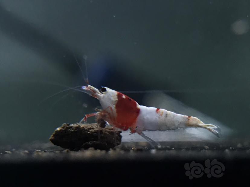 【虾】2021-9-23#RMB拍卖#纯血红白水晶虾一份6只-图5