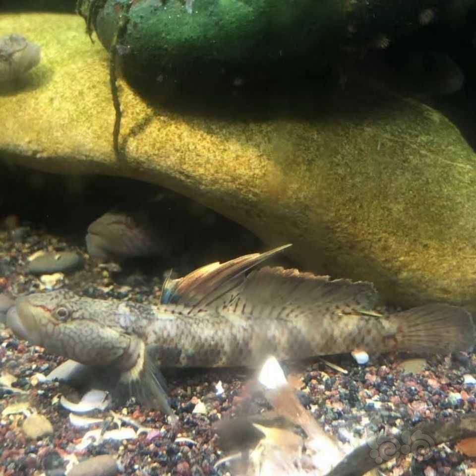 虾虎鱼有喜欢的拿走吧