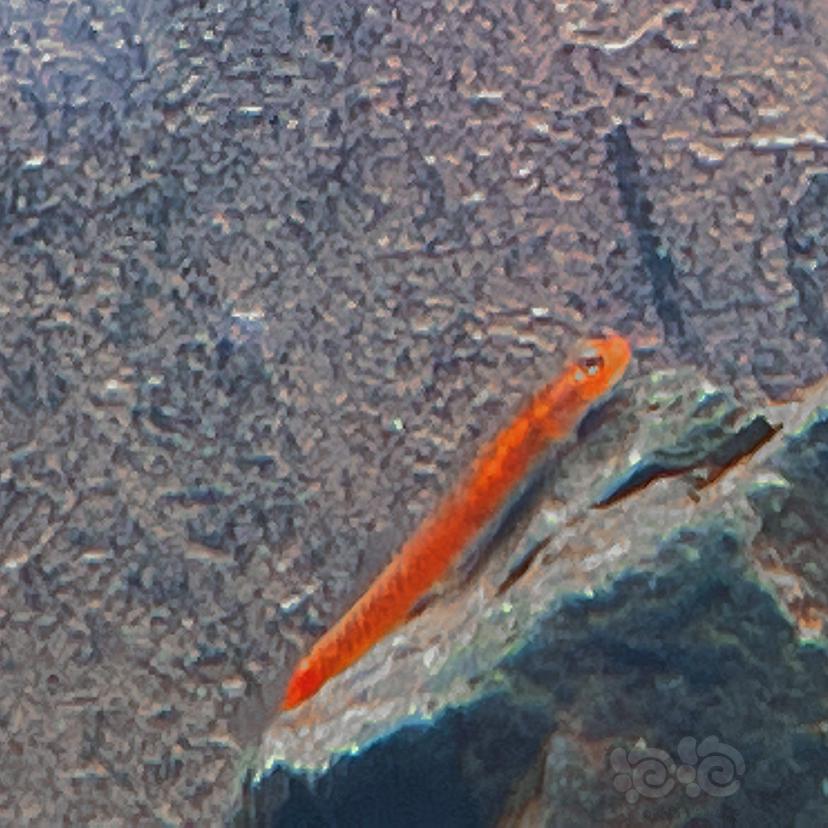 橘红枝牙虾虎-图1