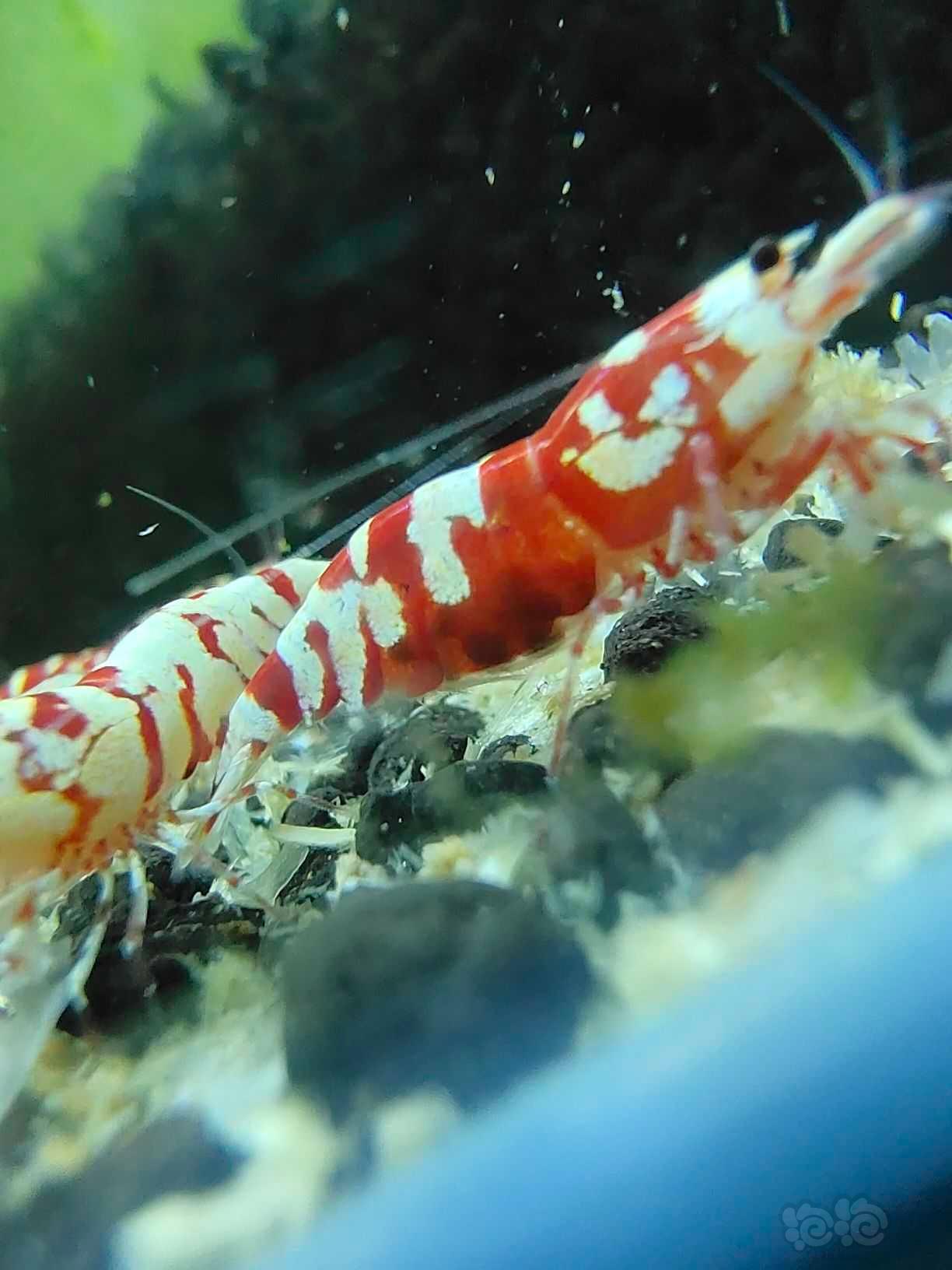 【水晶虾】红花虎水晶虾-图4