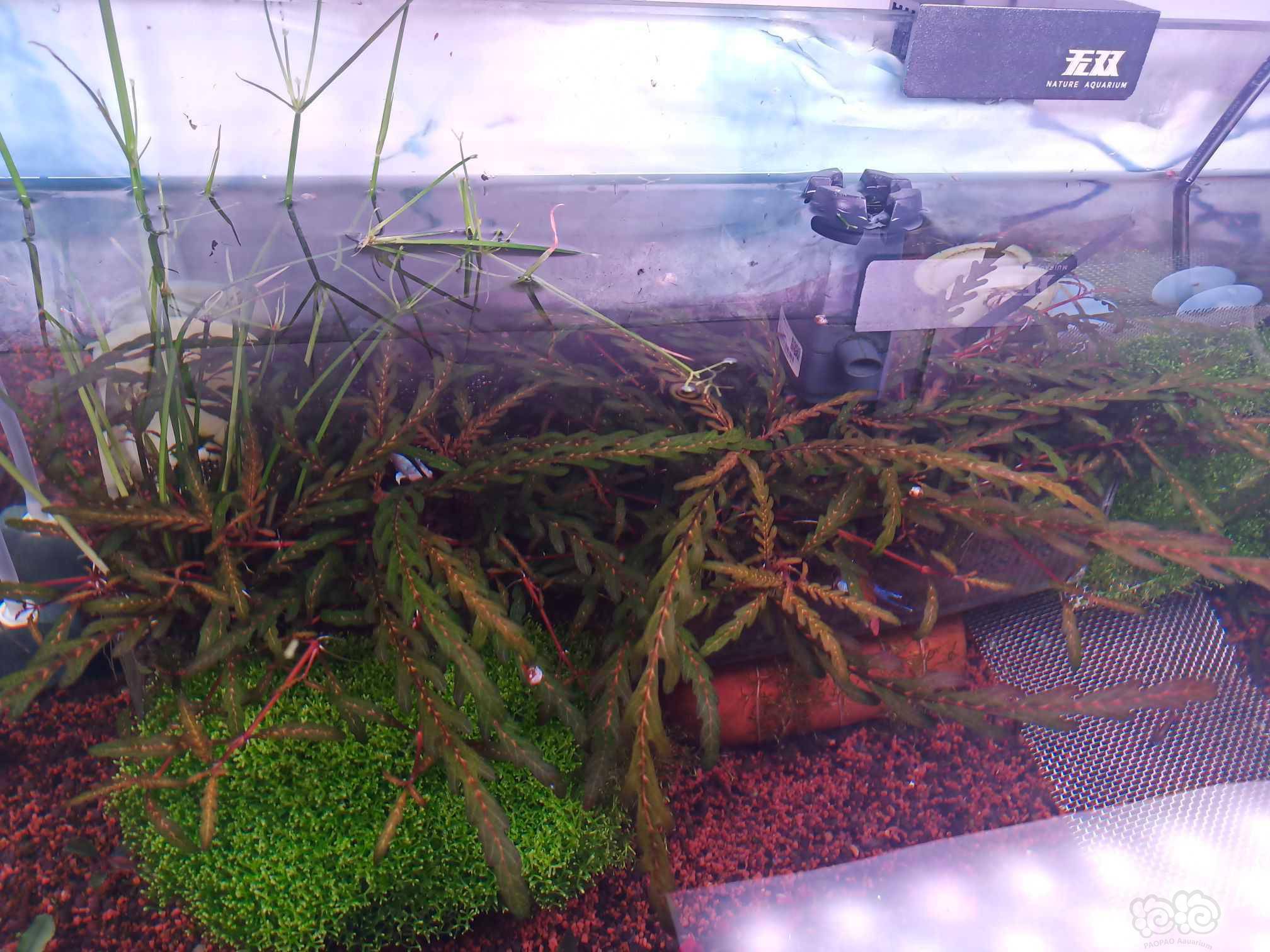 出雨裂鹿角苔水草 泡泡水族