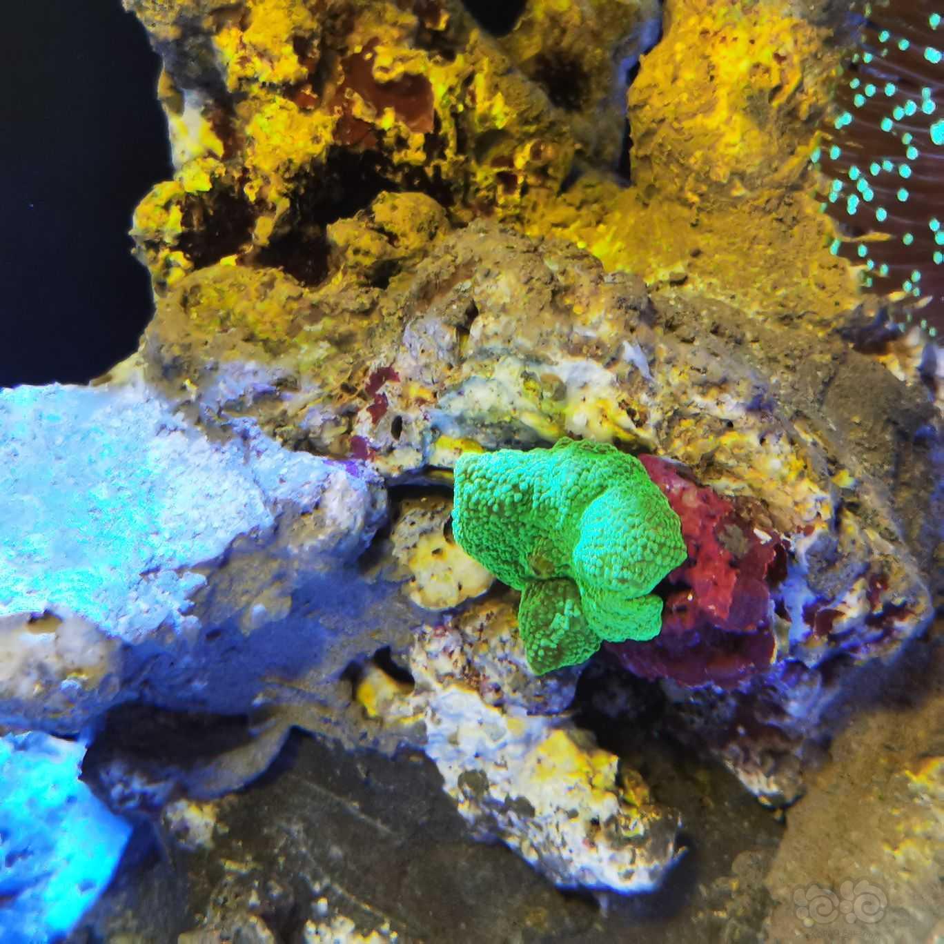 下珊瑚下珊瑚-图3