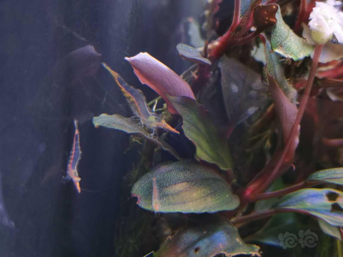 今天野采的红鼻枪虾-图6