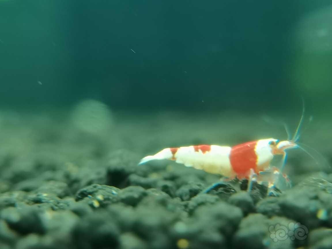 【虾】2021-8-31#RMB拍卖红白水晶虾3只-图2