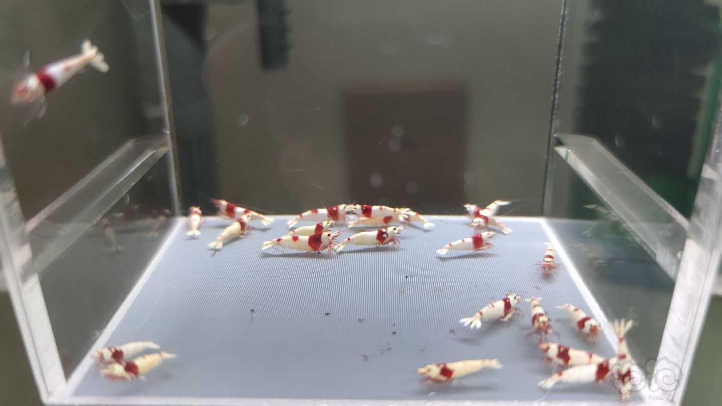 【虾】2021-09-11#RMB拍卖红白水晶虾22只-图5