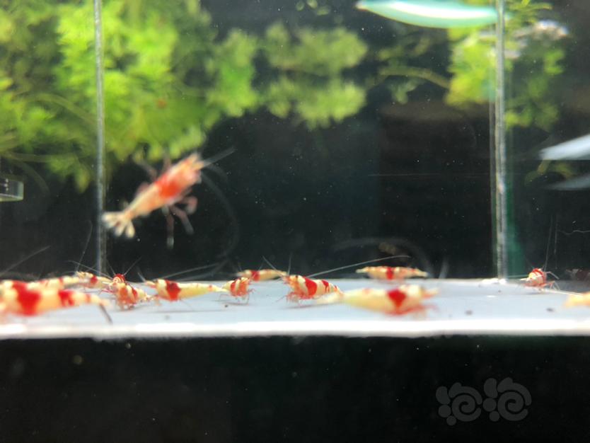 【虾】2021-09-16#RMB拍卖20只纯血红白苗子-图2
