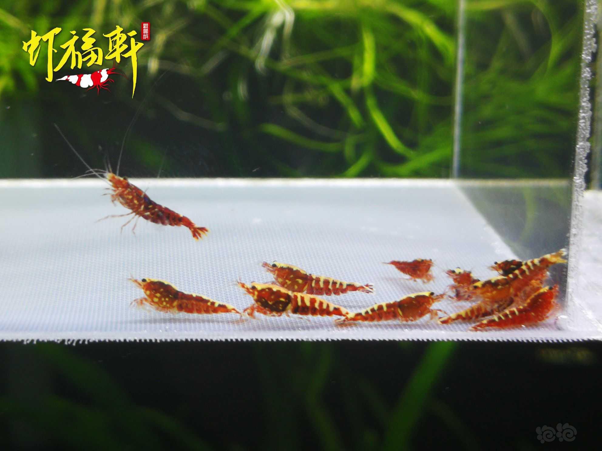 【虾】2021-09-23#RMB拍卖#红银河星钻淘汰苗16只-图1