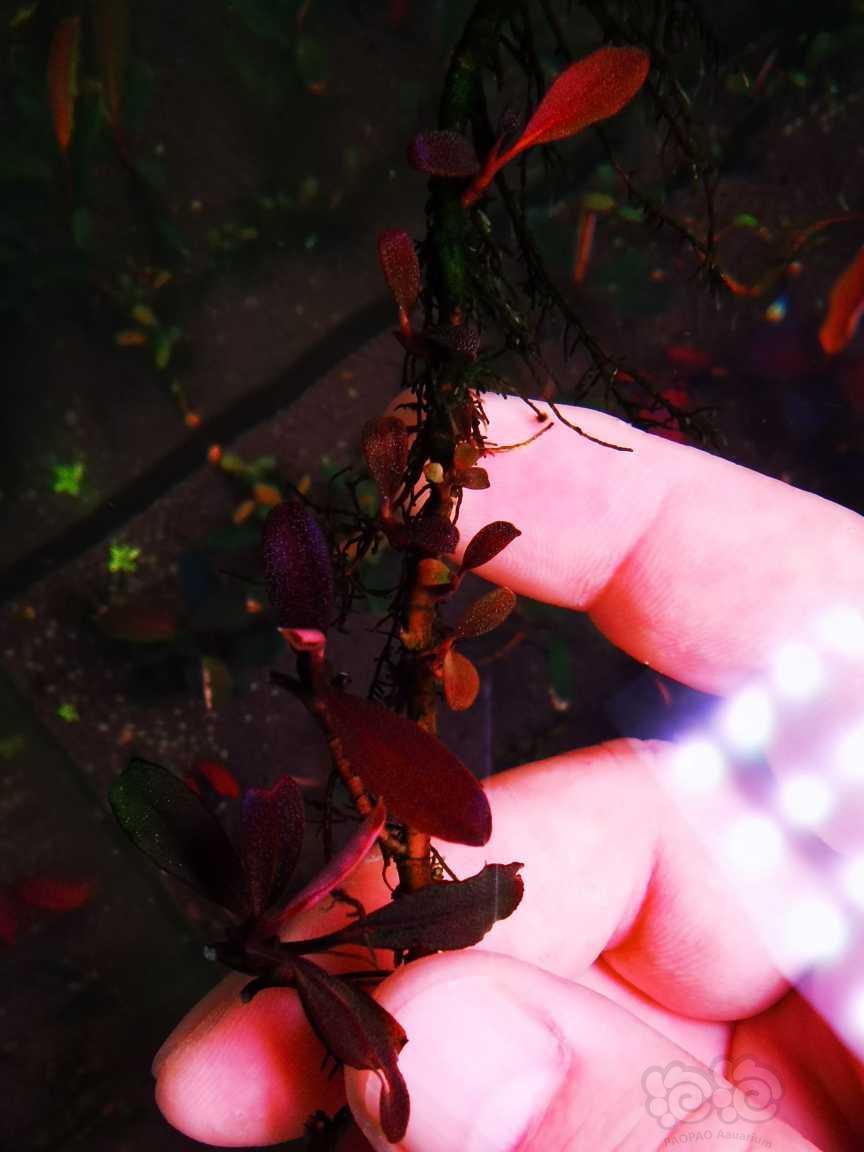 【辣椒榕】素兰，自己转水三年，红脉叶型个人感觉挺好看自留的，拆丛出-图5