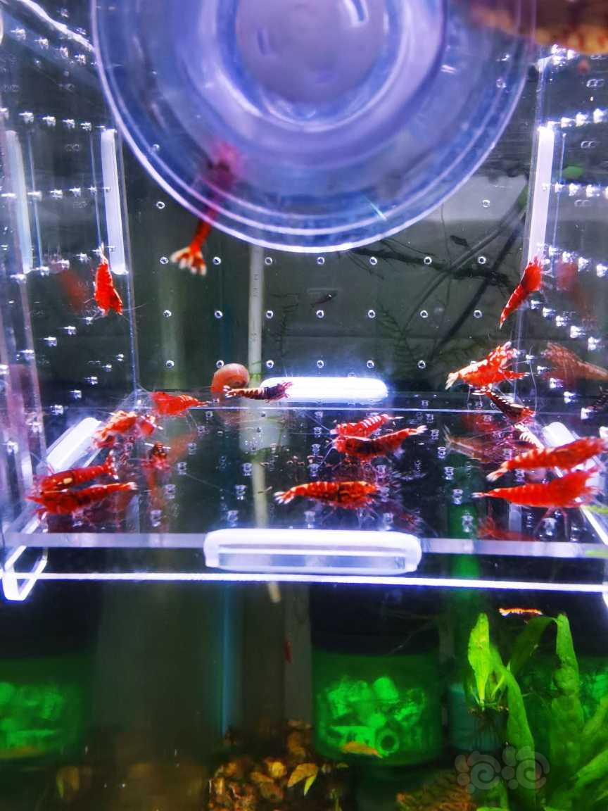【虾】2021-09-15#RMB拍卖红银河20只-图1