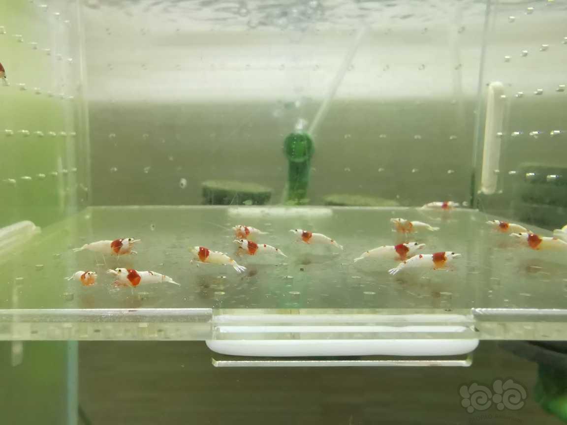 【虾】2021-09-12#RMB拍卖红白水晶虾15只-图1