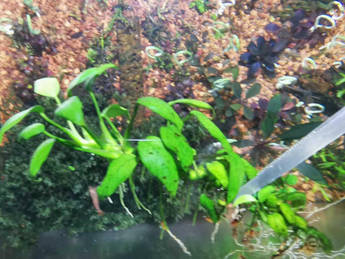chilli榕长茎-图3