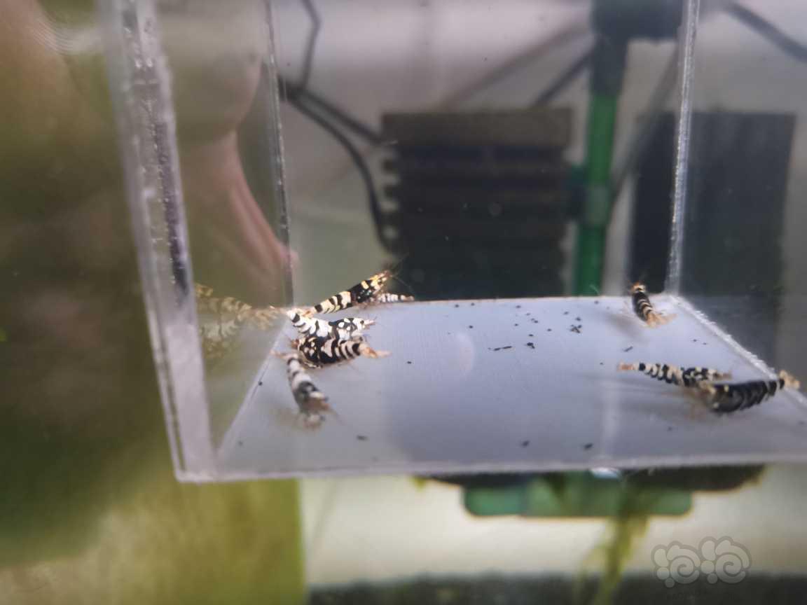 【虾】2021-09-27#RMB拍卖黑花虎一份9只-图1