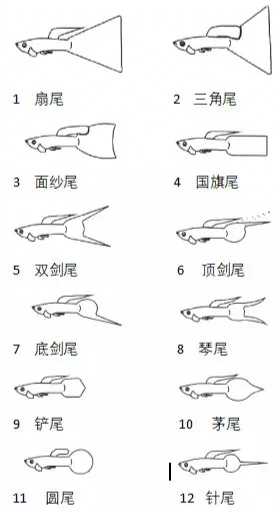 孔雀鱼的尾型-图1