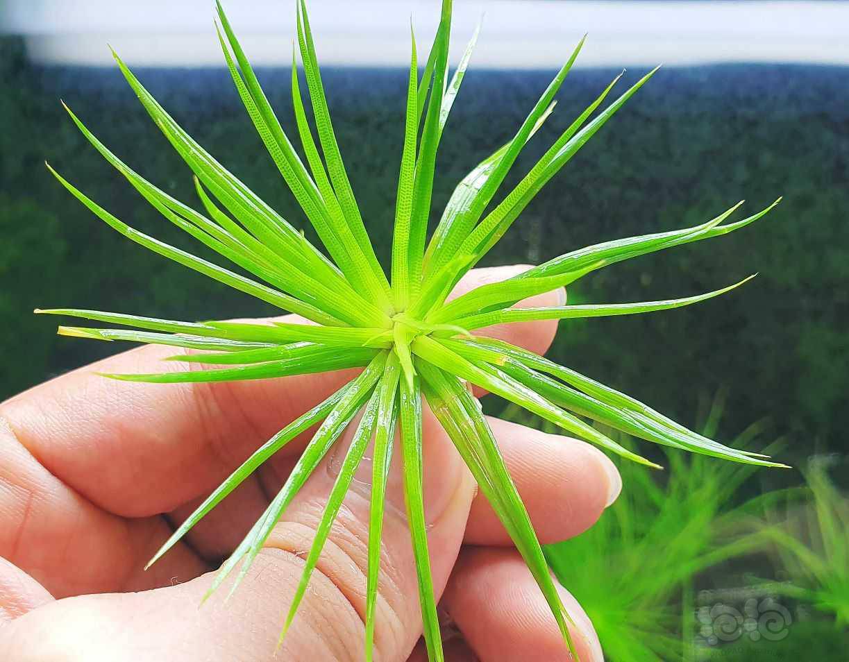 国王红谷精 雾岛谷精 果露蕨 迷你珊瑚