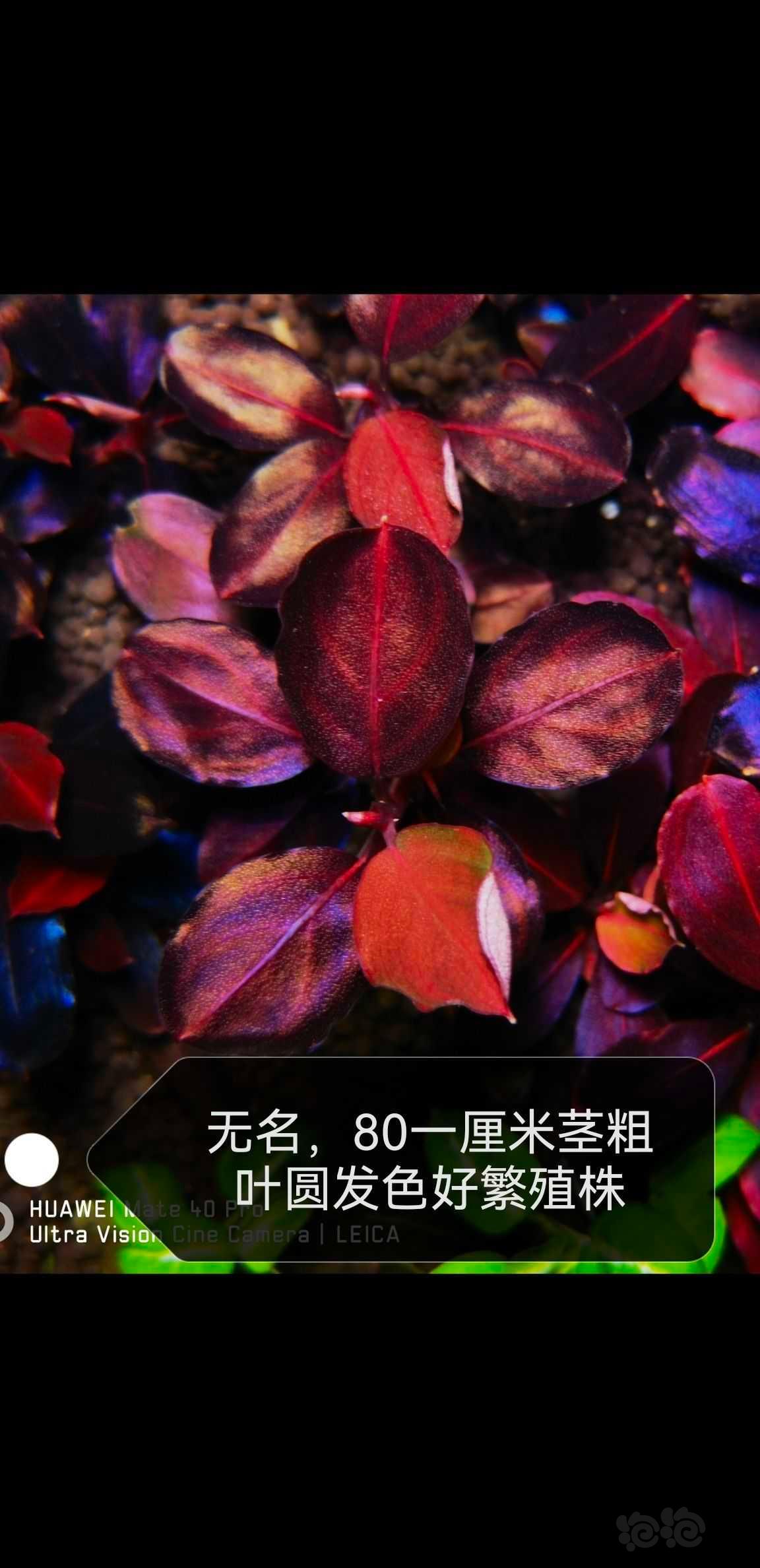 【辣椒榕】出长叶neo，扶摇海，11红脉玉，平托，粉neo等-图5