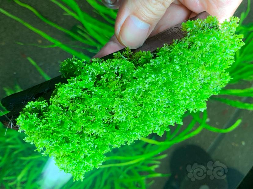 【水草】2021-9-30#RMB拍卖珊瑚莫斯紫柚沉木定植一块-图1