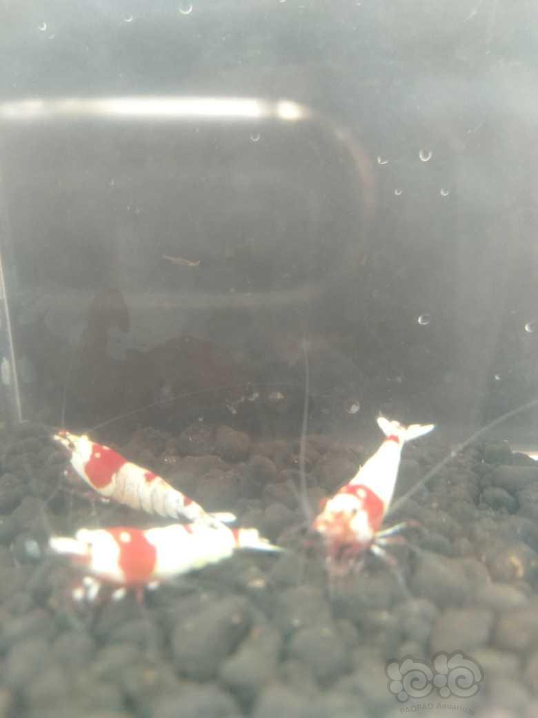 【虾】2021-09-19#RMB拍卖纯红白水晶虾3只-图4