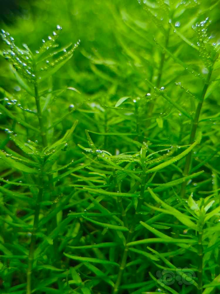 长期出高品质水草，自养水下叶，无藻无螺-图3