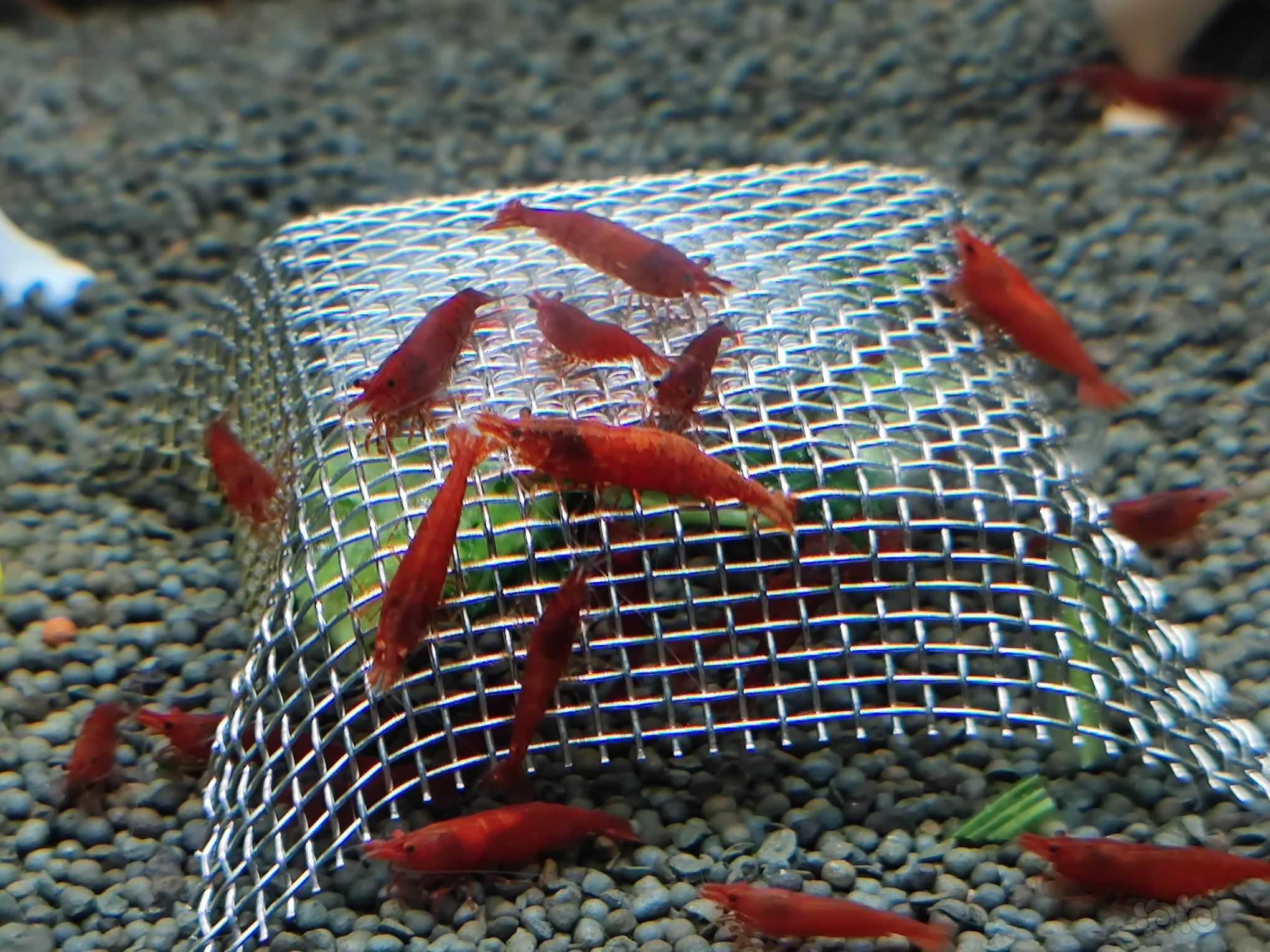 这个极火虾为啥背上的红色是偏白的。褪色了？-图1