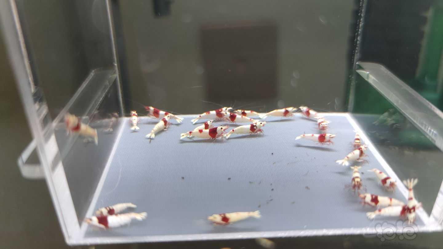 【虾】2021-09-11#RMB拍卖红白水晶虾22只-图4