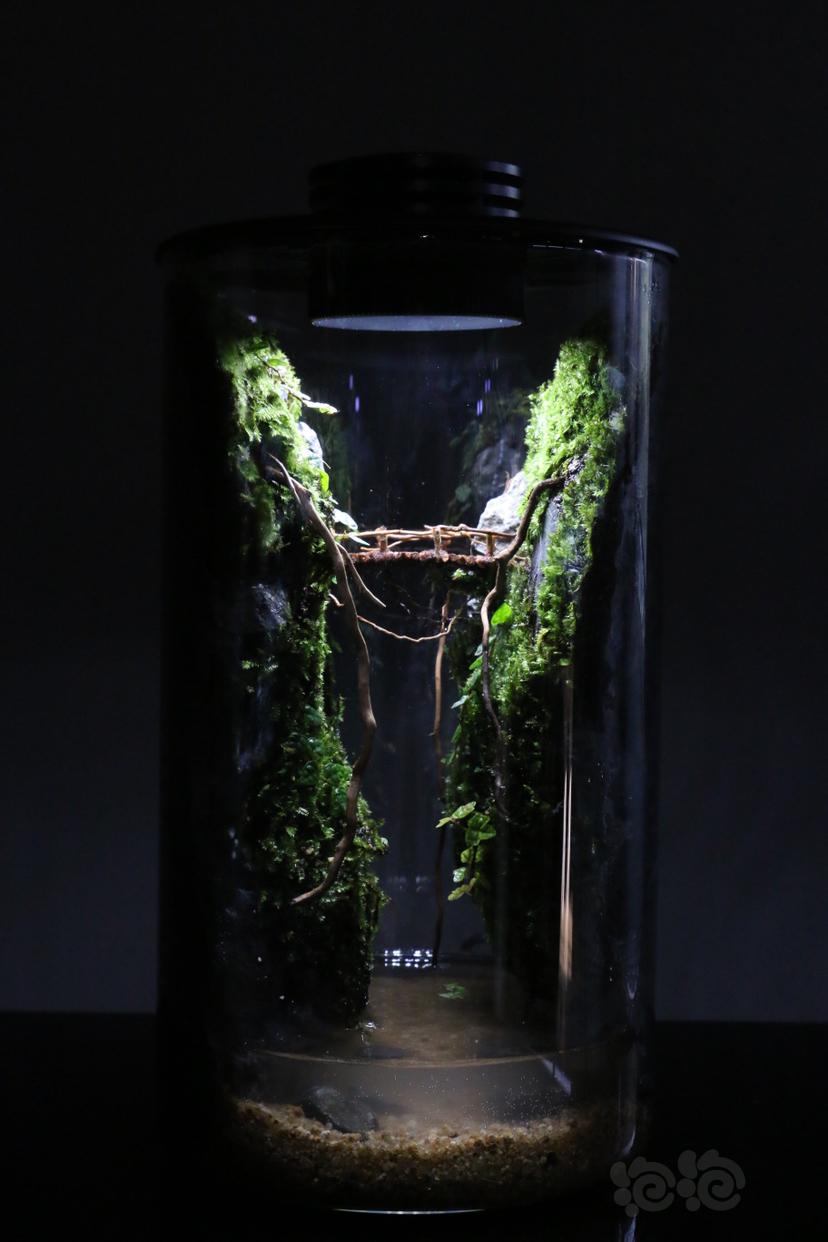 【微景观】苔藓景观，生态瓶-图2