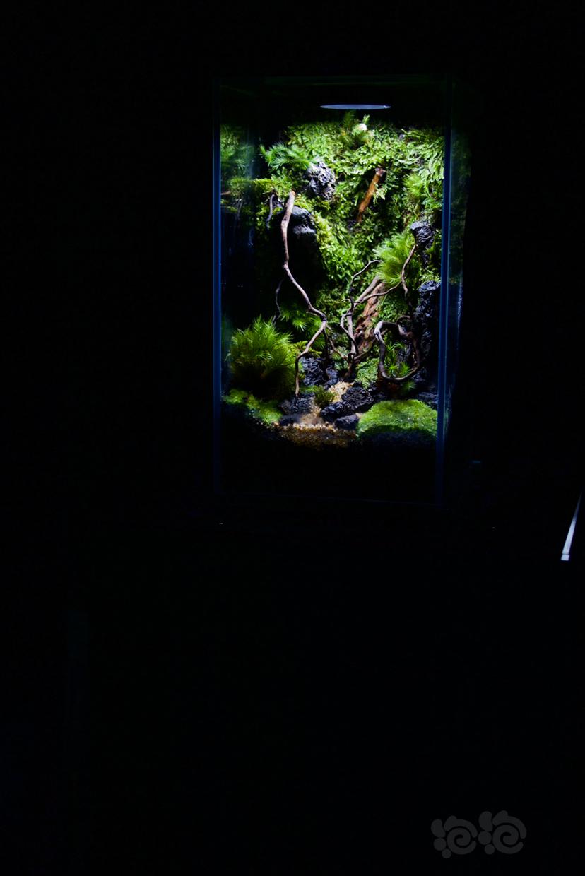 【微景观】苔藓景观，生态瓶-图9