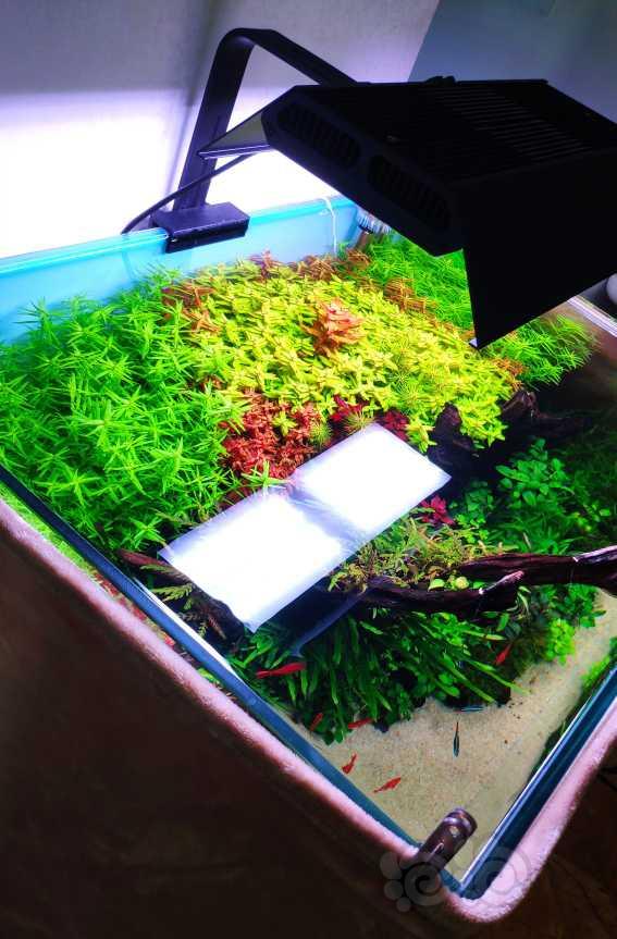 关于如何打造一个无藻草缸-图5