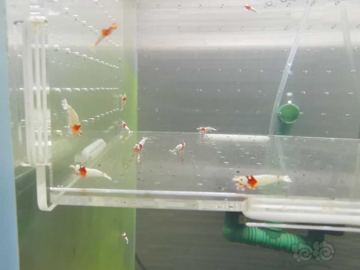 【虾】2021-09-05#RMB拍卖红白白躯水晶虾11只-图6