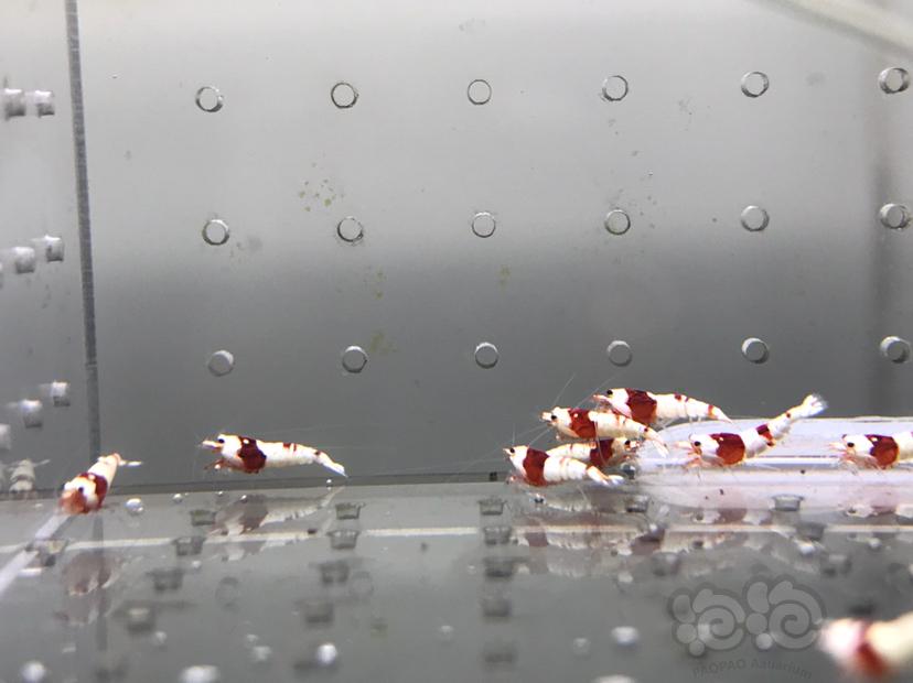 【虾】2021-09-14#RMB拍卖#纯血红白水晶虾一份20只-图6
