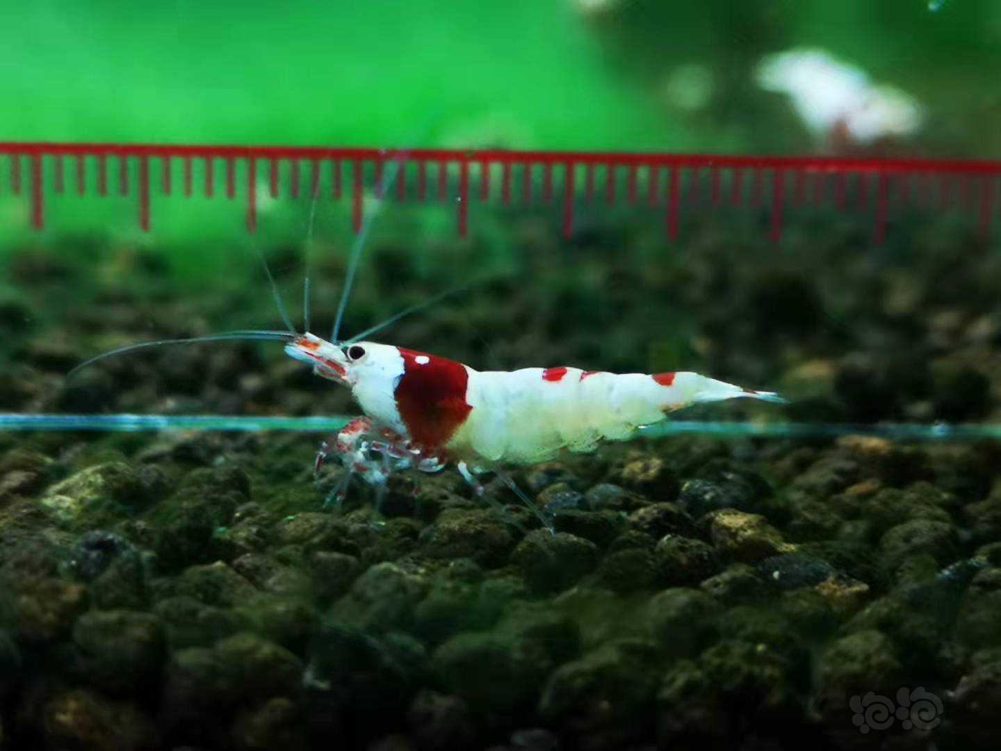 【虾】2021-09-05RMB拍卖红白公-图2
