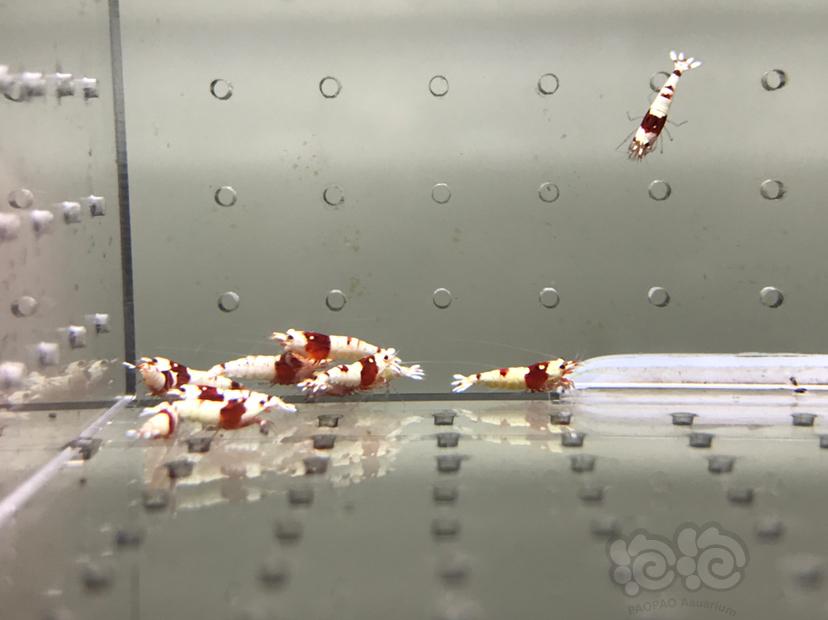 【虾】2021-09-09#RMB拍卖#纯血红白水晶虾一份20只-图9