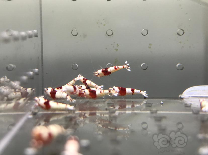 【虾】2021-09-14#RMB拍卖#纯血红白水晶虾一份20只-图8