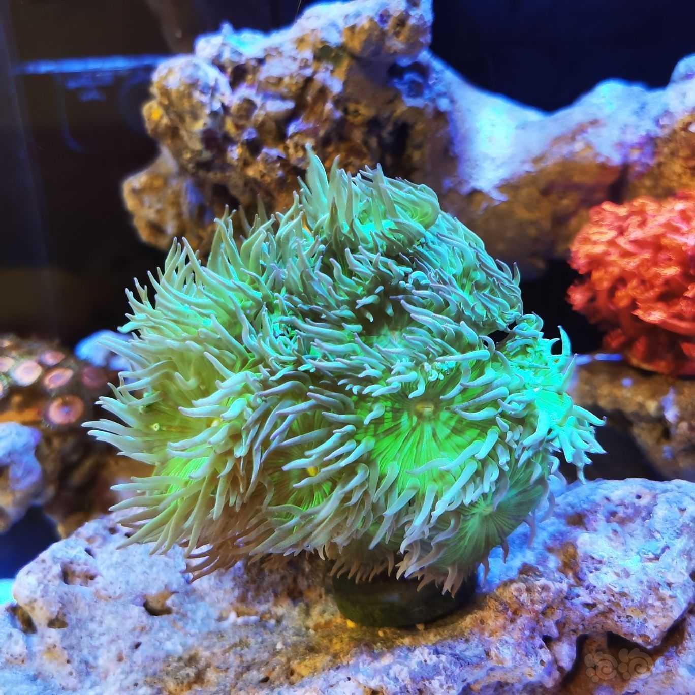 下珊瑚下珊瑚-图1