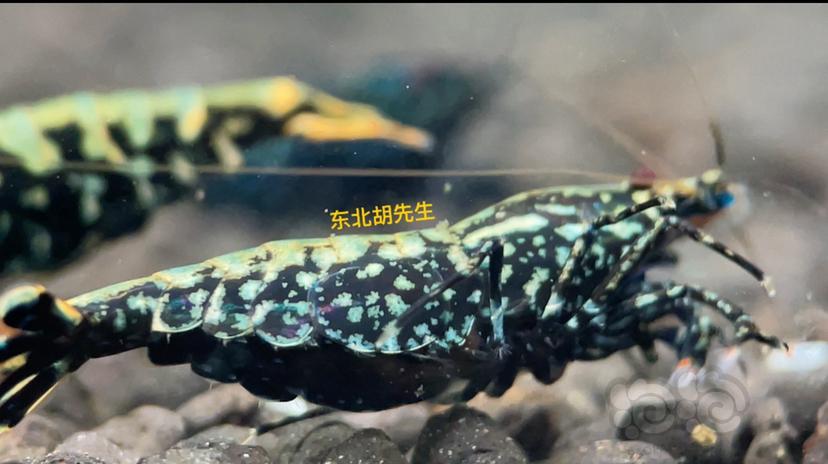 【虾】2021-9-19#RMB拍卖#黑银河鱼骨星系母虾-图3