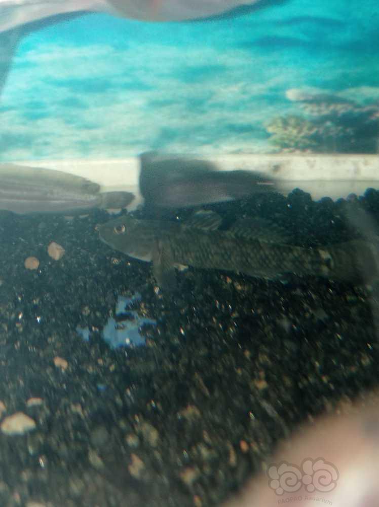鱼友送的褐吻旁边是几只从小养到大的胡子鲶-图1
