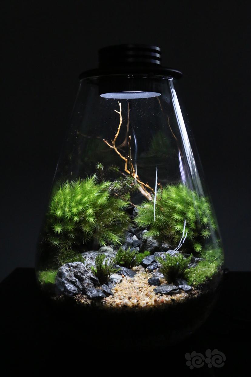 【微景观】苔藓景观，生态瓶-图5